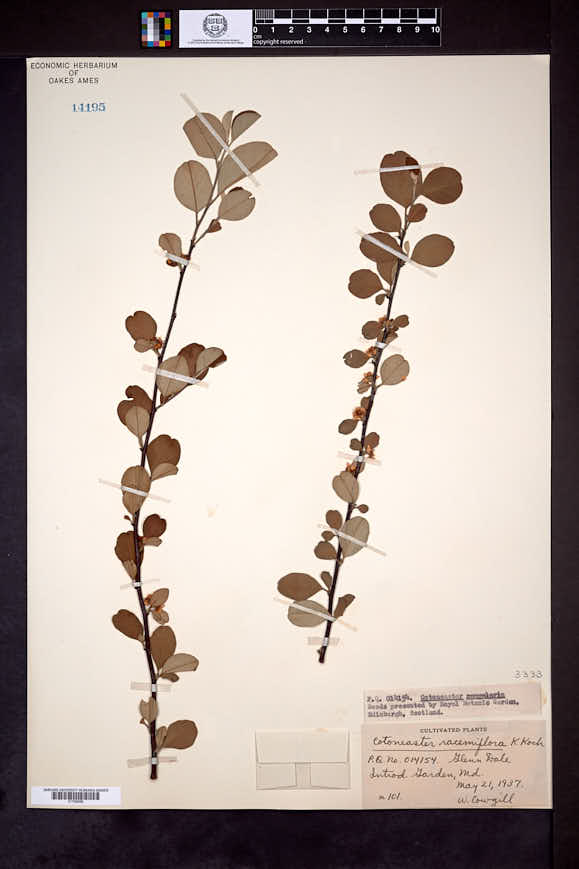 Cotoneaster racemiflorus image