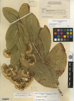 Image of Acourtia durangensis