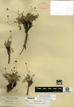 Image of Lomatium greenmanii