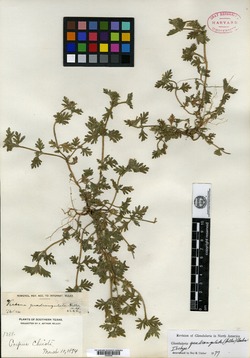 Image of Verbena quadrangulata