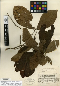 Image of Sapranthus violaceus