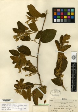 Image of Bonamia sulphurea