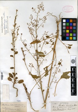 Image of Oenothera heterochroma