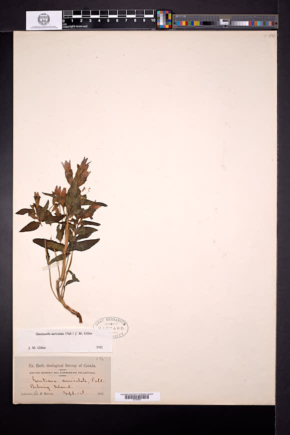 Gentianella auriculata image