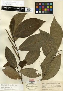 Image of Piper aeruginosibaccum
