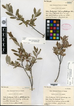 Salix brachycarpa var. glabellicarpa image