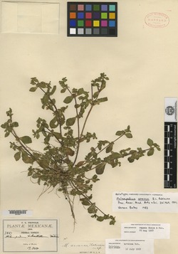 Image of Melampodium arvense
