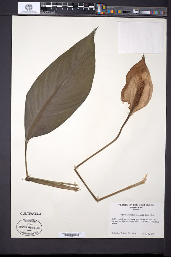 Spathiphyllum patinii image