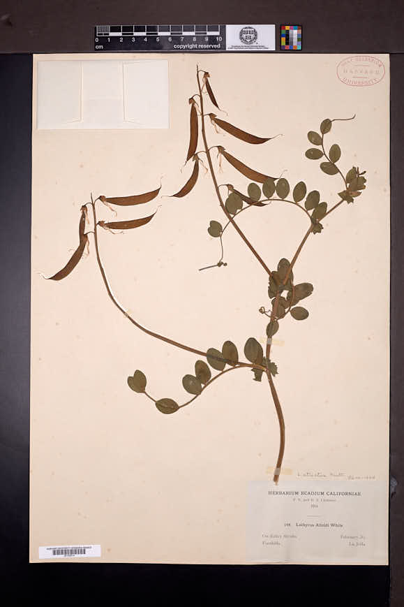 Lathyrus vestitus subsp. alefeldii image