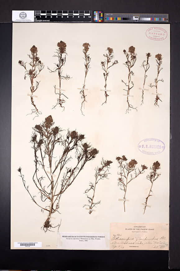 Orthocarpus floribundus image
