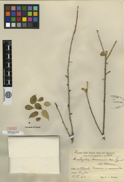 Image of Anastraphia obtusifolia