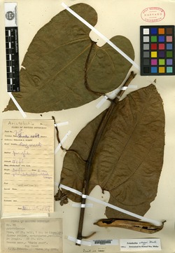 Aristolochia schippii image