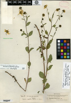 Image of Gymnolomia brevifolia