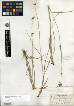 Rhynchospora harveyi image