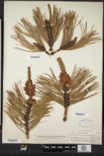 Pinus rigida image