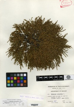 Hudsonia ericoides subsp. andersonii image