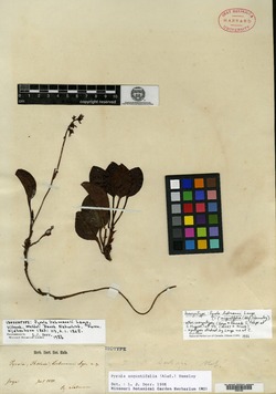 Image of Pyrola angustifolia