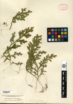 Image of Selaginella estrellensis