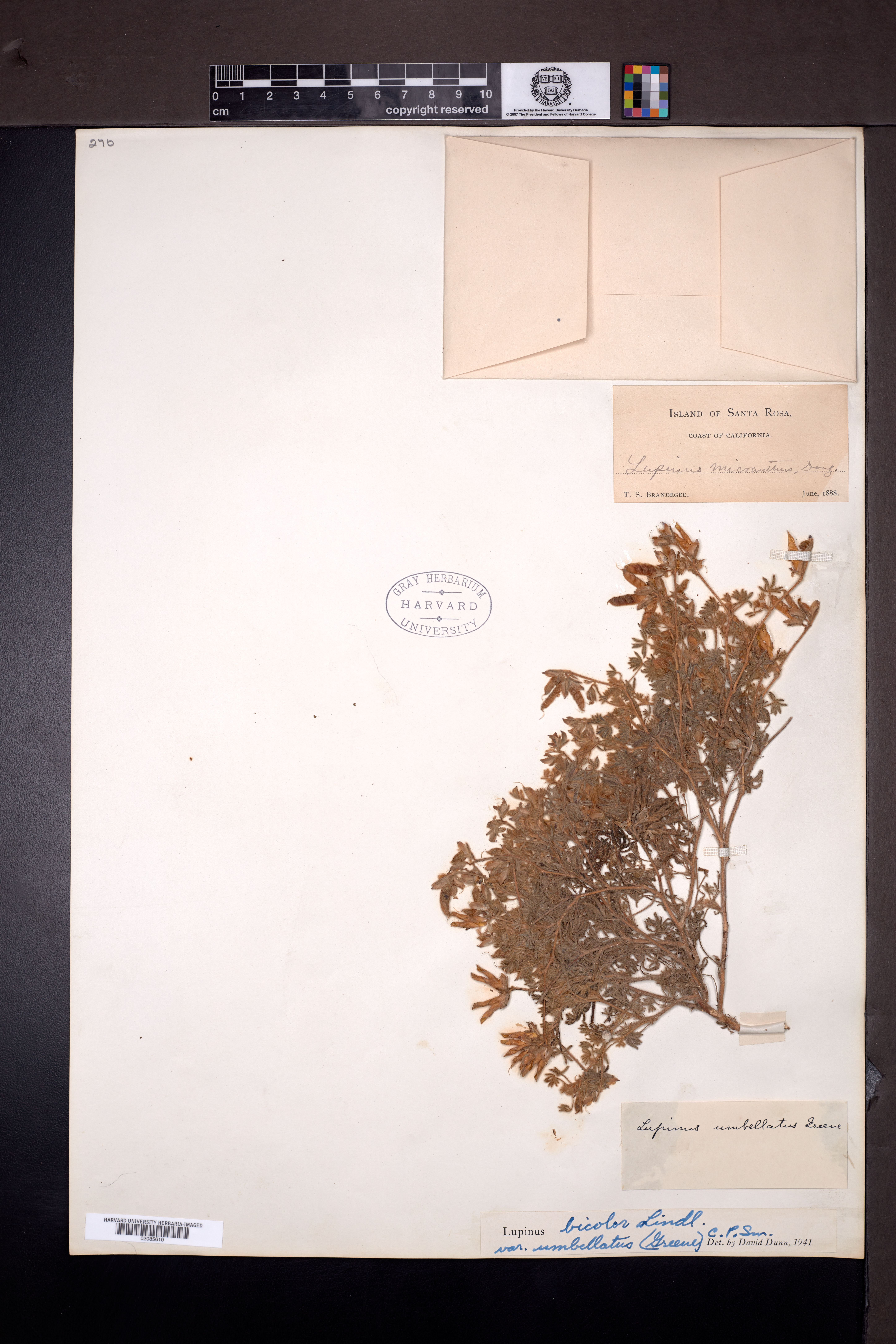 Lupinus bicolor subsp. umbellatus image