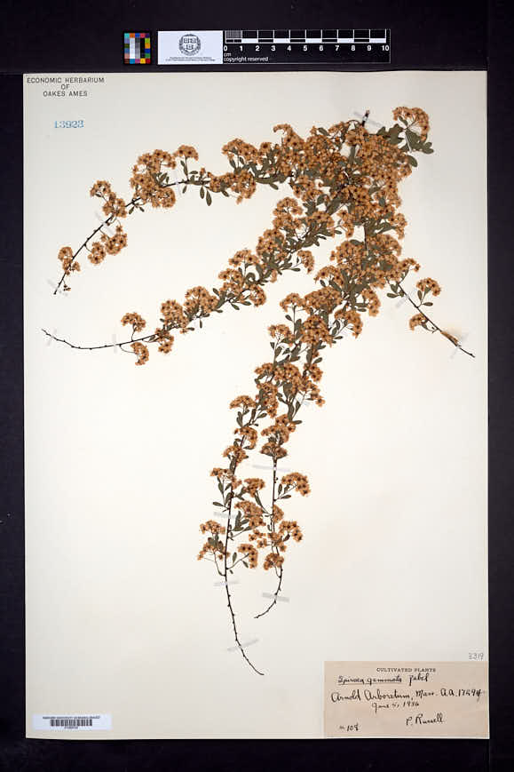 Image of Spiraea gemmata