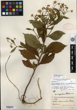 Aster acuminatus var. magdalenensis image