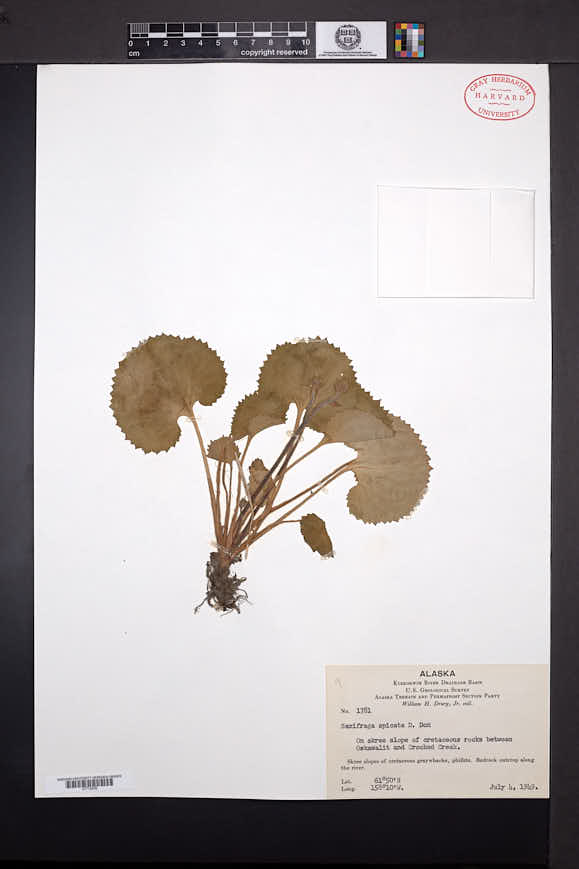 Micranthes spicata image
