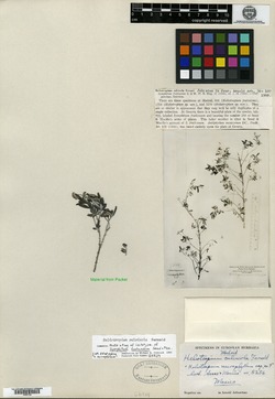 Image of Heliotropium calcicola