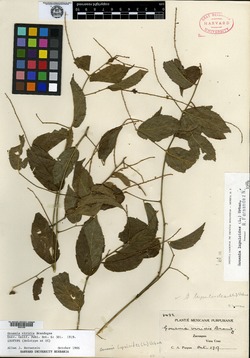 Image of Gouania viridis