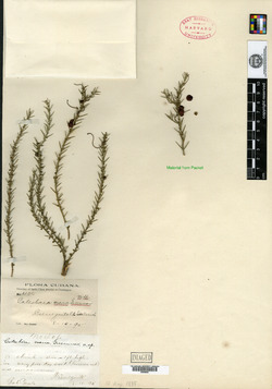 Catesbaea nana image