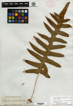 Goniopteris ghiesbreghtii image