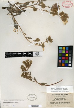 Phacelia hastata var. charlestonensis image