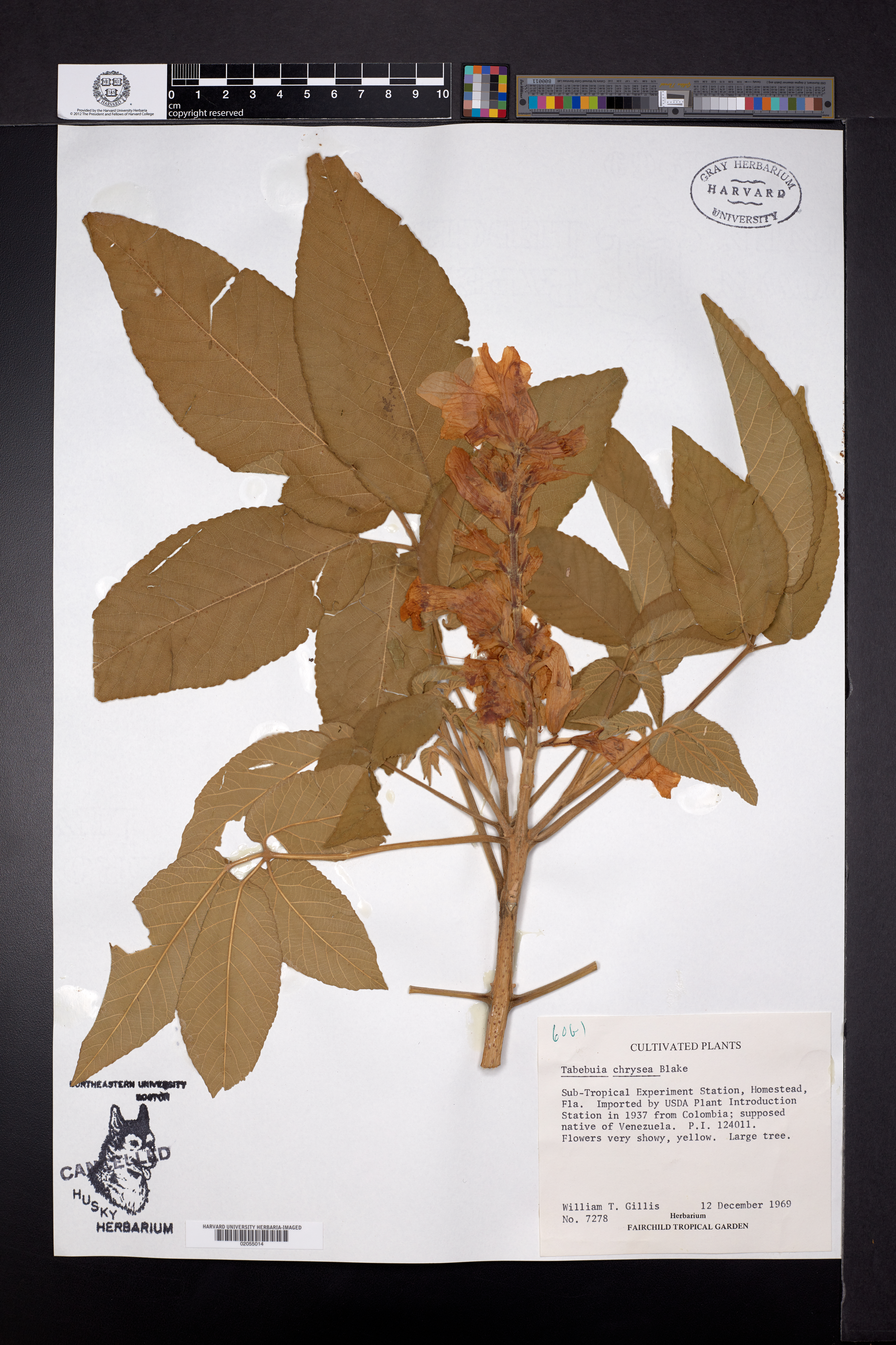 Roseodendron chryseum image