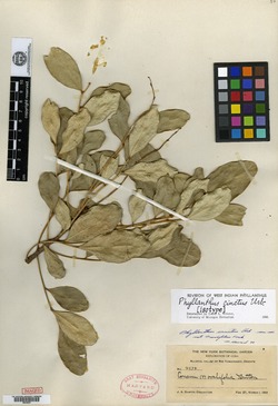 Phyllanthus cinctus image