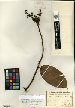 Image of Cavendishia guatemalensis