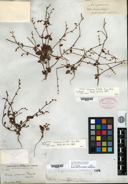 Image of Eriogonum foliosum