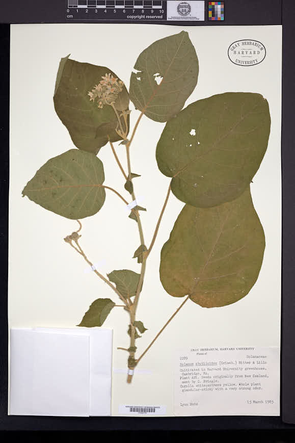 Image of Solanum abutiloides
