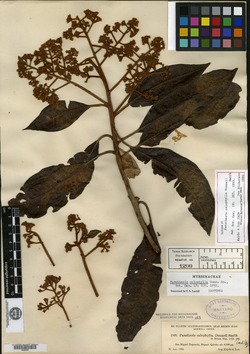 Image of Parathesis calophylla