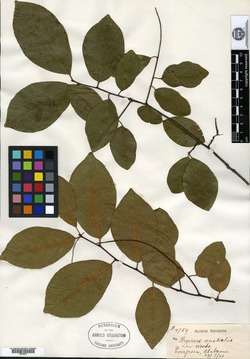 Prunus serotina subsp. hirsuta image