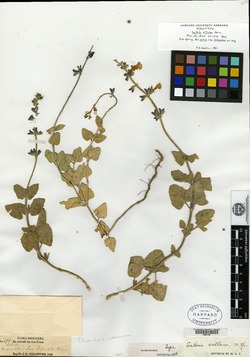 Salvia villosa image