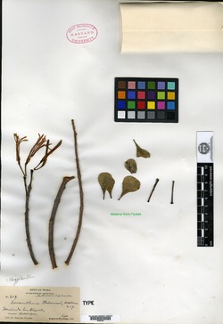 Image of Loranthus palmeri