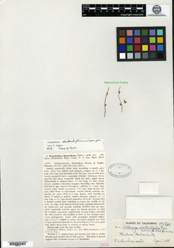 Plagiobothrys distantiflorus image