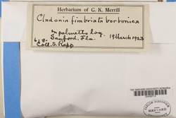Cladonia borbonica image