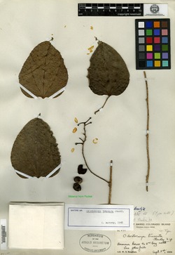 Odontocarya truncata image