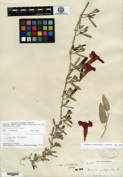 Image of Ipomoea jalapoides