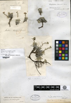 Image of Eritrichium howardii