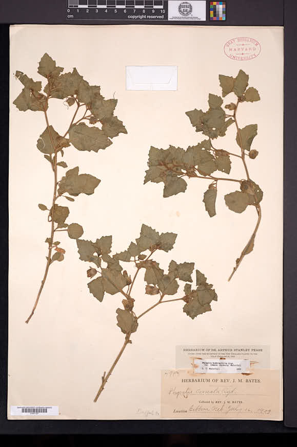 Physalis hederifolia var. comata image