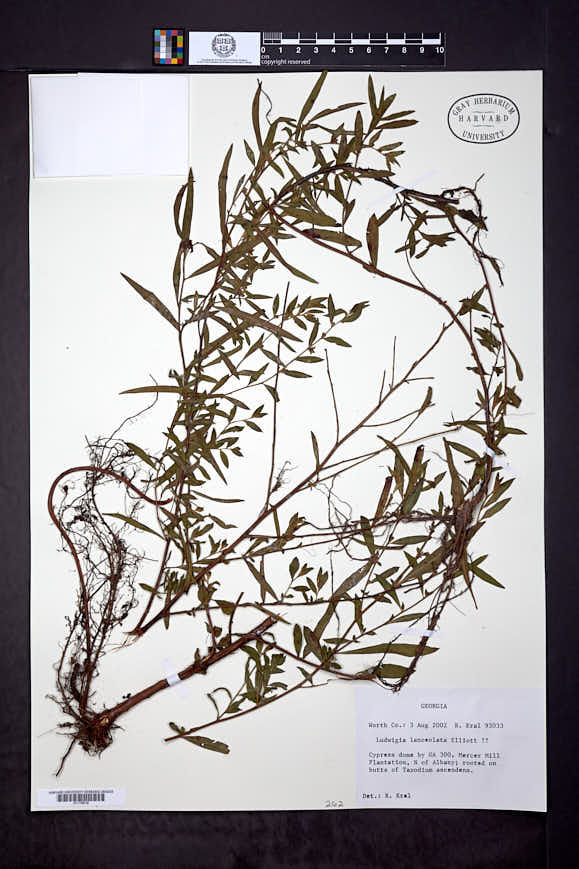 Ludwigia lanceolata image