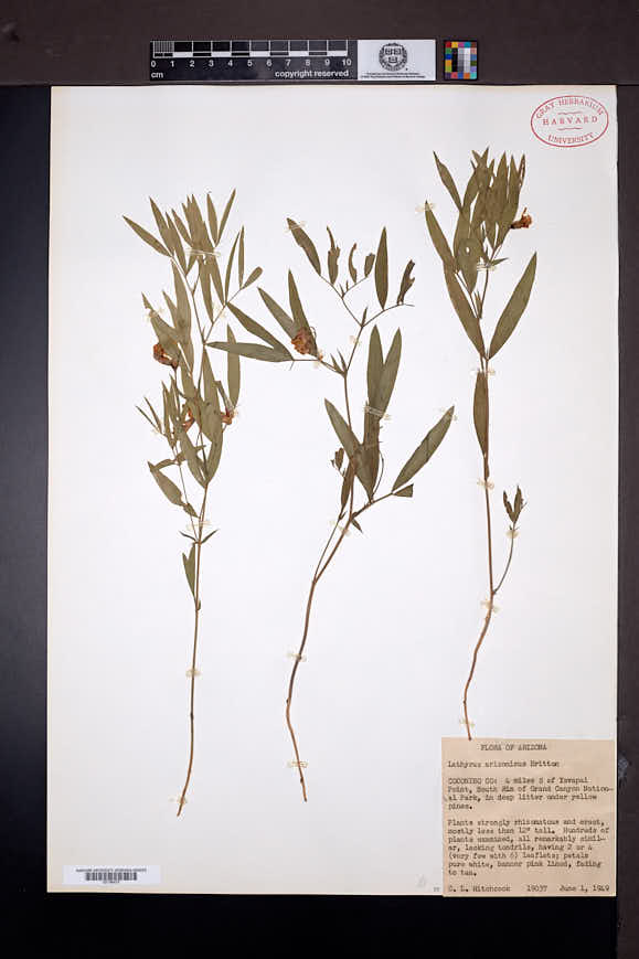 Lathyrus lanszwertii var. leucanthus image