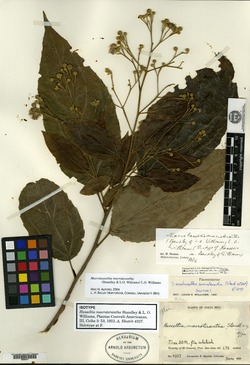 Image of Macrohasseltia macroterantha