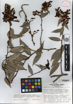 Image of Cavendishia atroviolacea